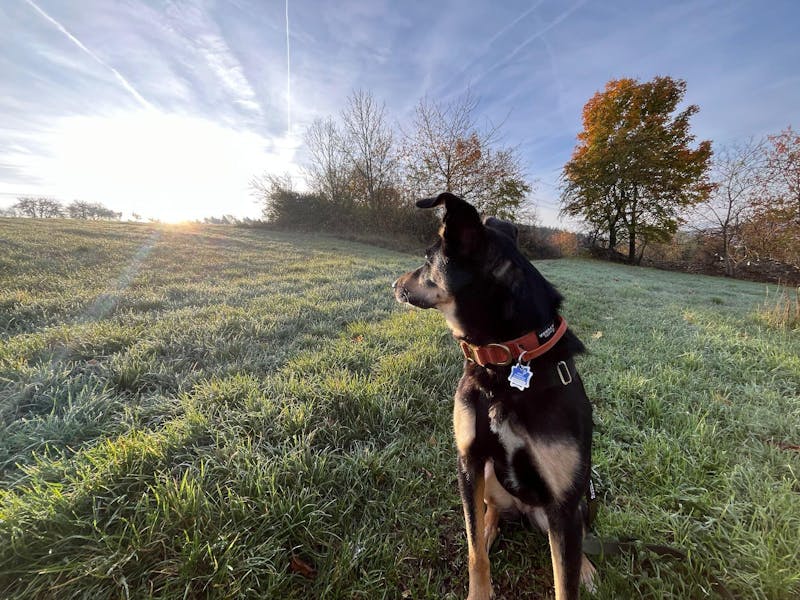 Hochwertiges taktisches Hundehalsband XS 2,5cm Kupfer Edition