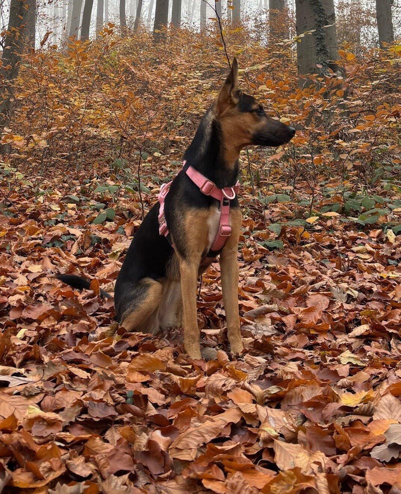 Hochwertiges Hundegeschirr XS Rosa Edition