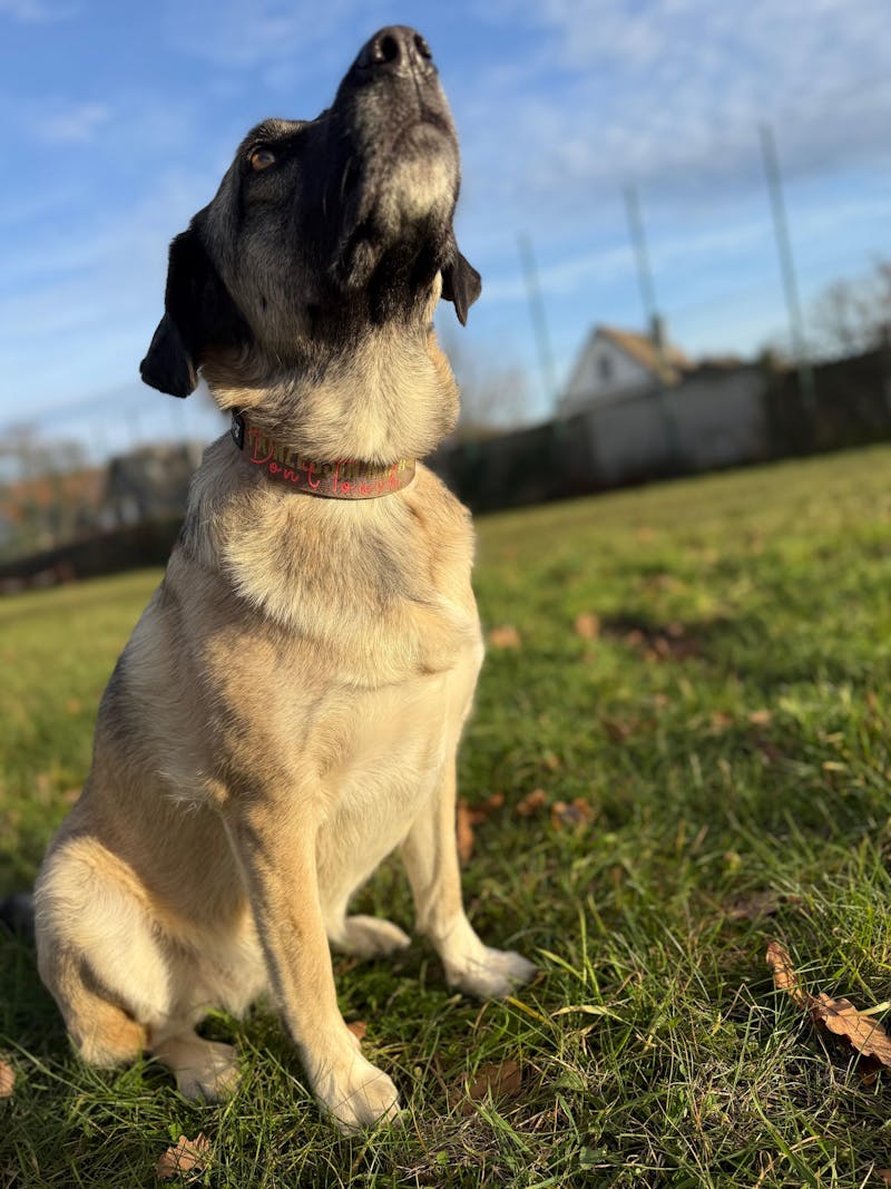 Hochwertiges taktisches Hundehalsband 3,8cm ULTRA LIGHT BRAUN Edition Größe S - ohne Griff