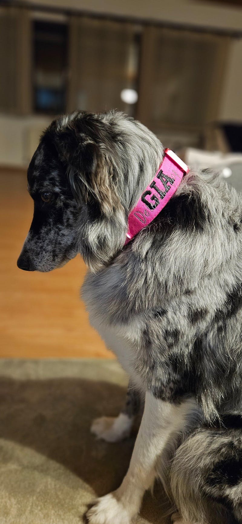 Hochwertiges taktisches Hundehalsband 3,8cm ULTRA LIGHT Magenta Edition Größe L