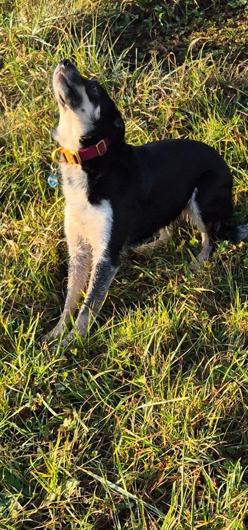 Hochwertiges taktisches Hundehalsband XS 2,5cm Burgund Edition