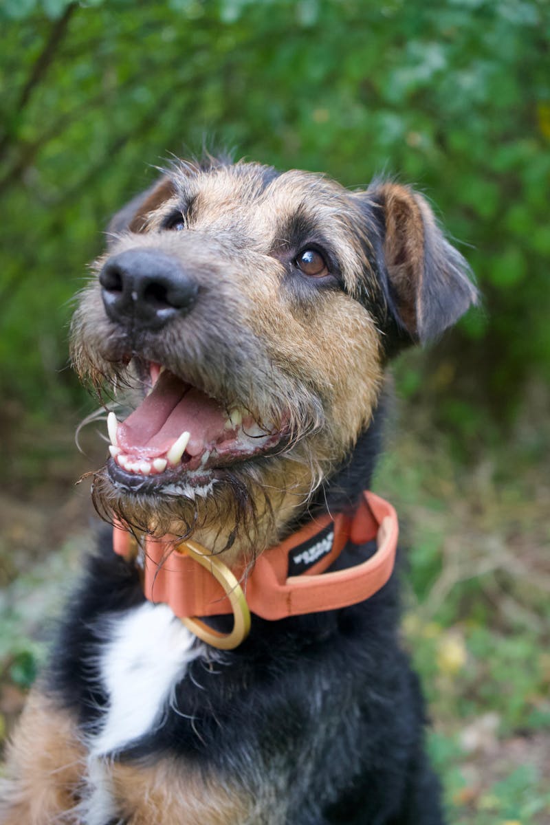 Hochwertiges taktisches Hundehalsband 5cm ULTRA LIGHT KUPFER Edition Größe S