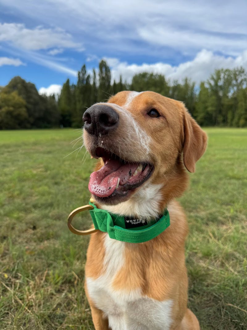 Hochwertiges taktisches Hundehalsband 5cm ULTRA LIGHT GRÜN Edition Größe S