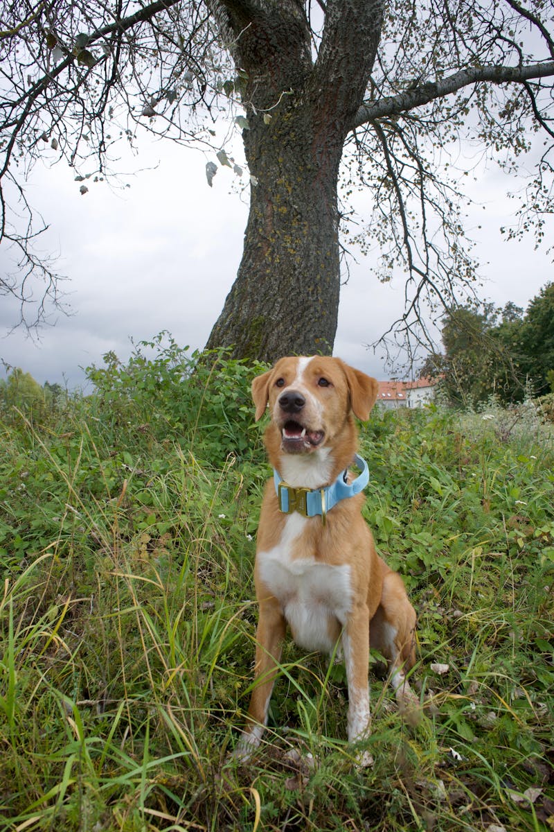 Taktisches Hundehalsband ULTRA LIGHT 5cm Sky Blue Edition S