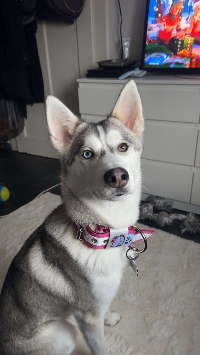 MAG Web Hundehalsband Hello Cat PINK