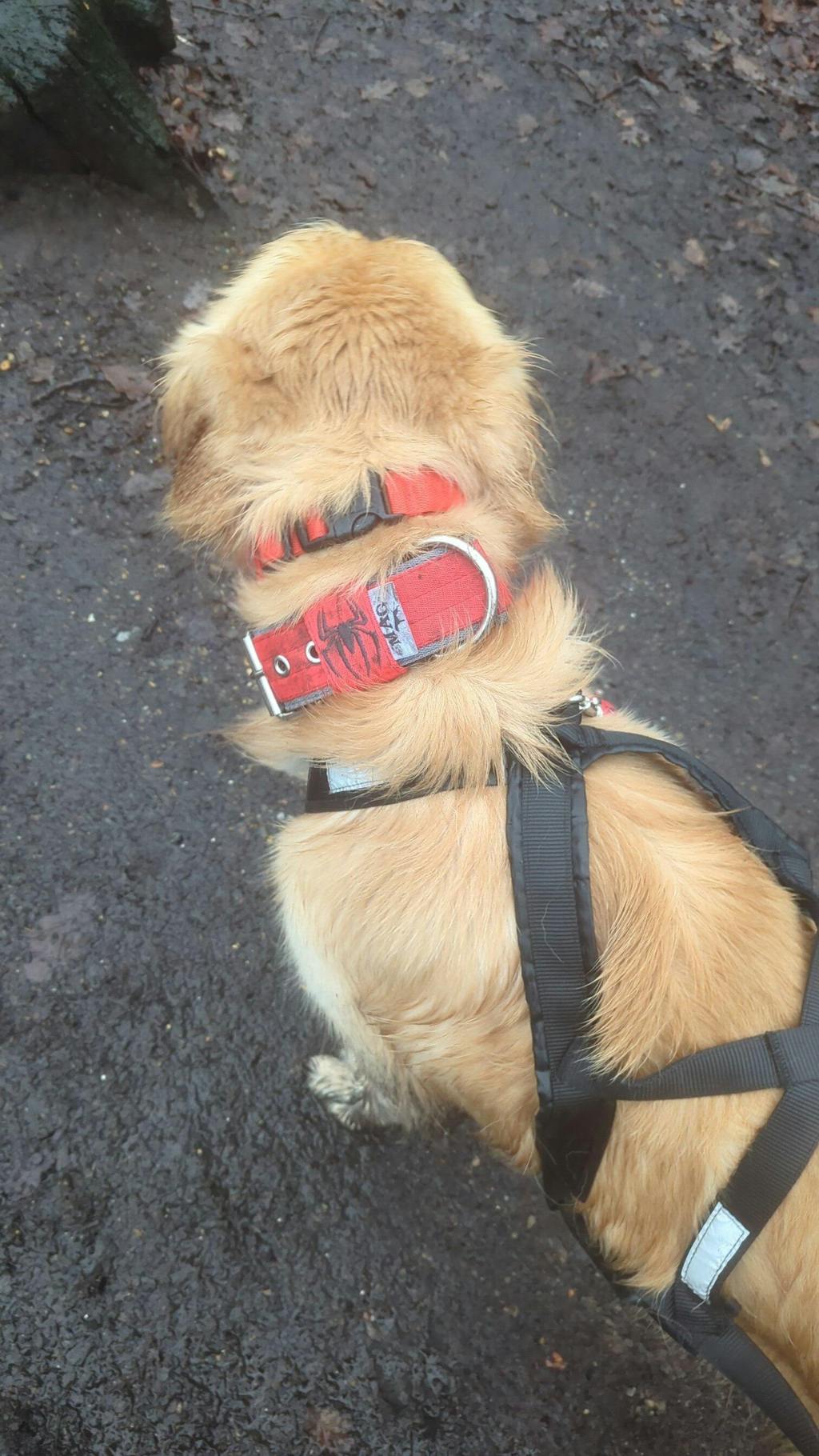 MAG Web Hundehalsband Spider Rot