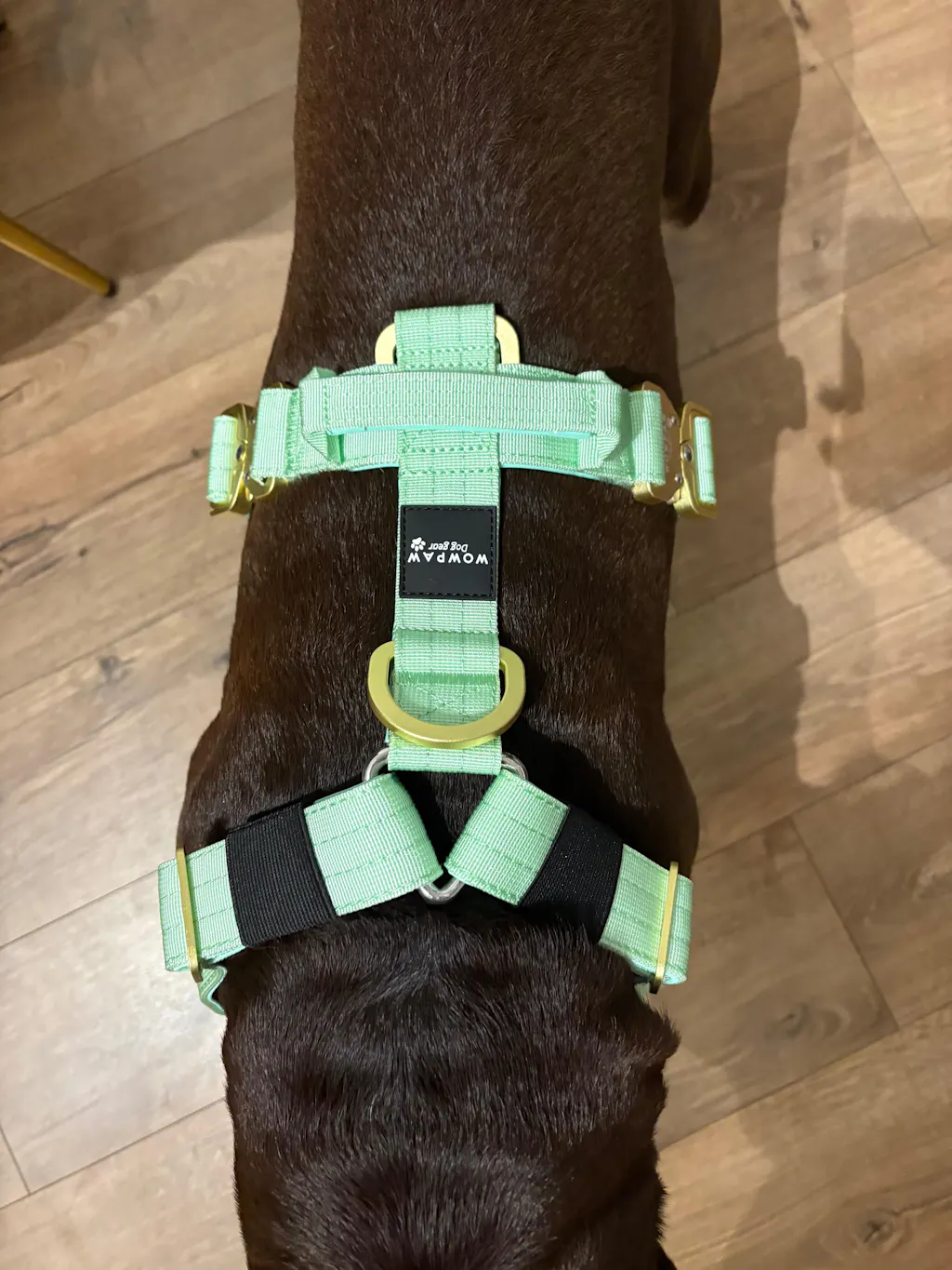 Hochwertiges Hundegeschirr M Pistaziengrün Edition