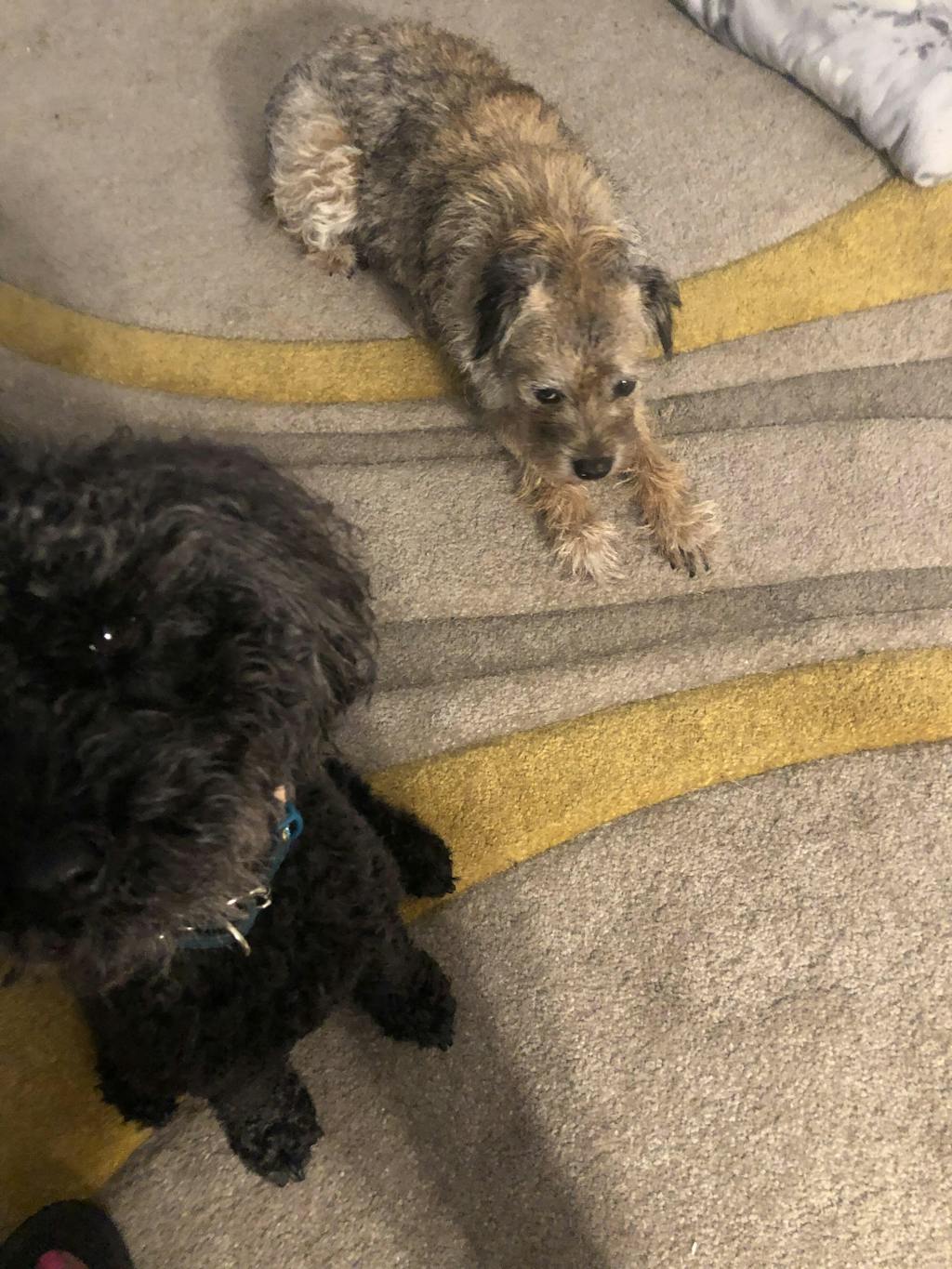 Braided Beef Intestine For Dogs — WPS Pet Supplies