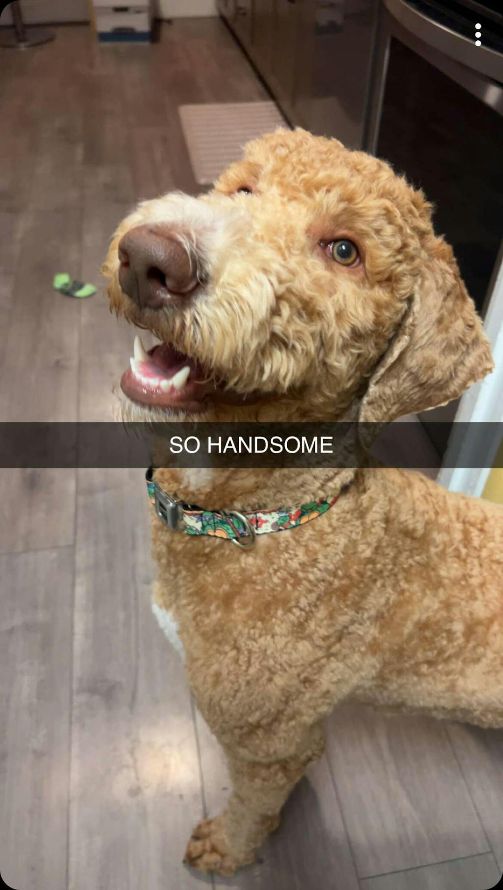 Teenage Mutant Ninja Turtles Turtle Pizza Seatbelt Buckle Dog Collar