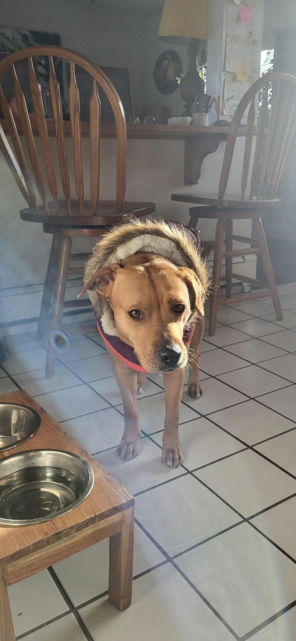 Winter Sailor Dog Parka Coat - Burgundy