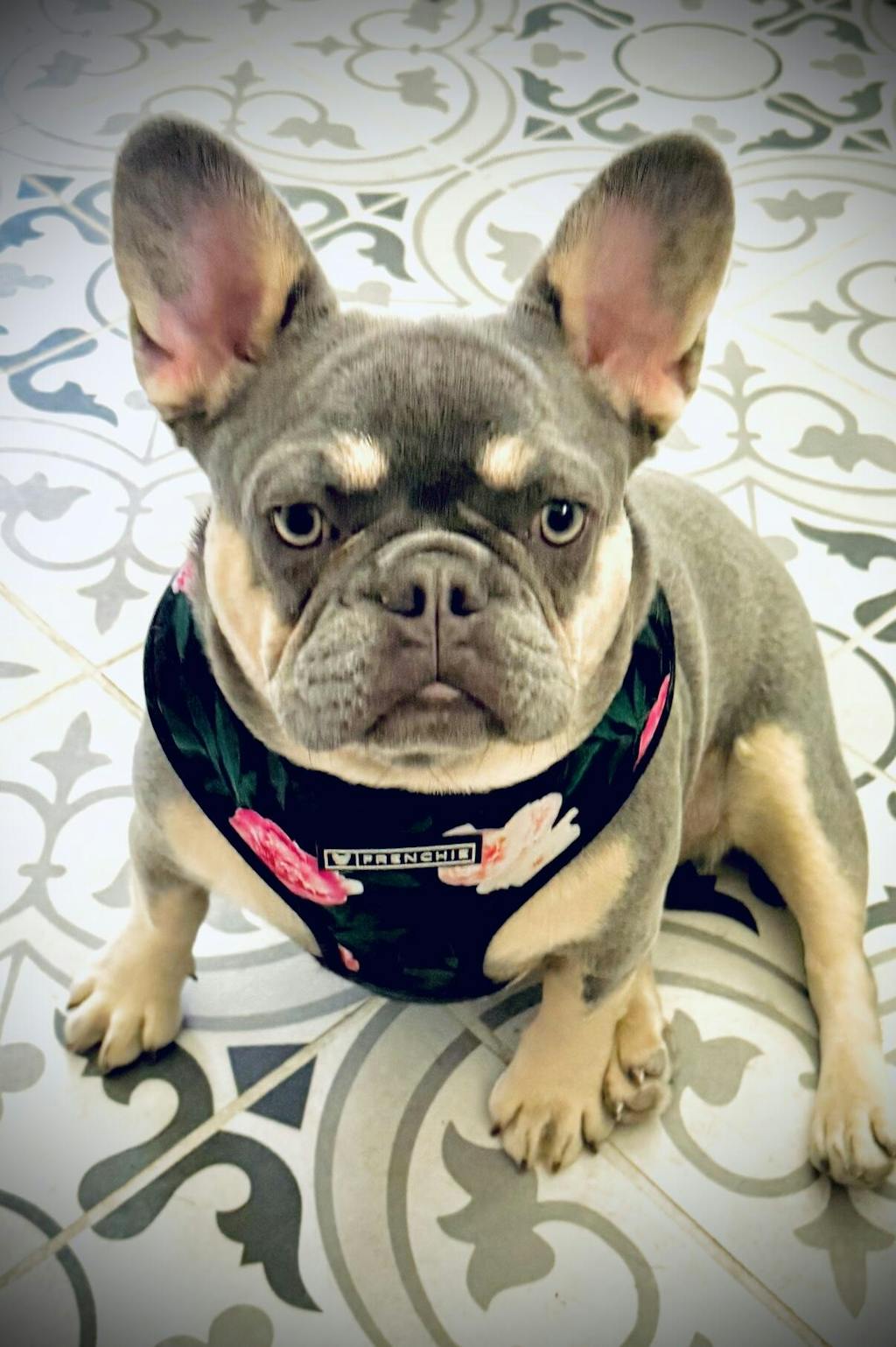 Frenchie Duo Reversible Harness - Moody Floral