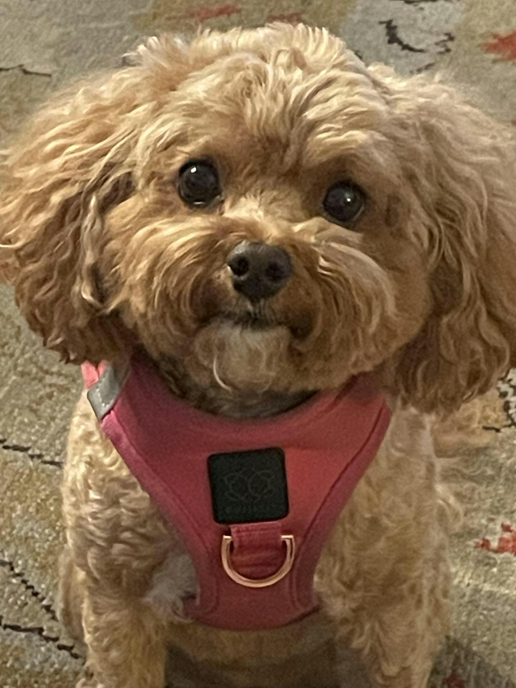 SoHo No-Pull Step-In Dog Harness - Park Ave Pink