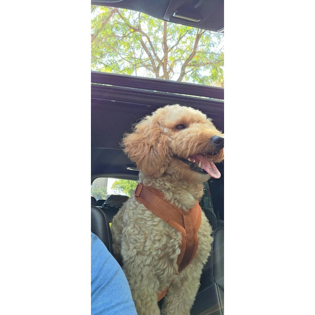 Clay - Velvet Dog Harness