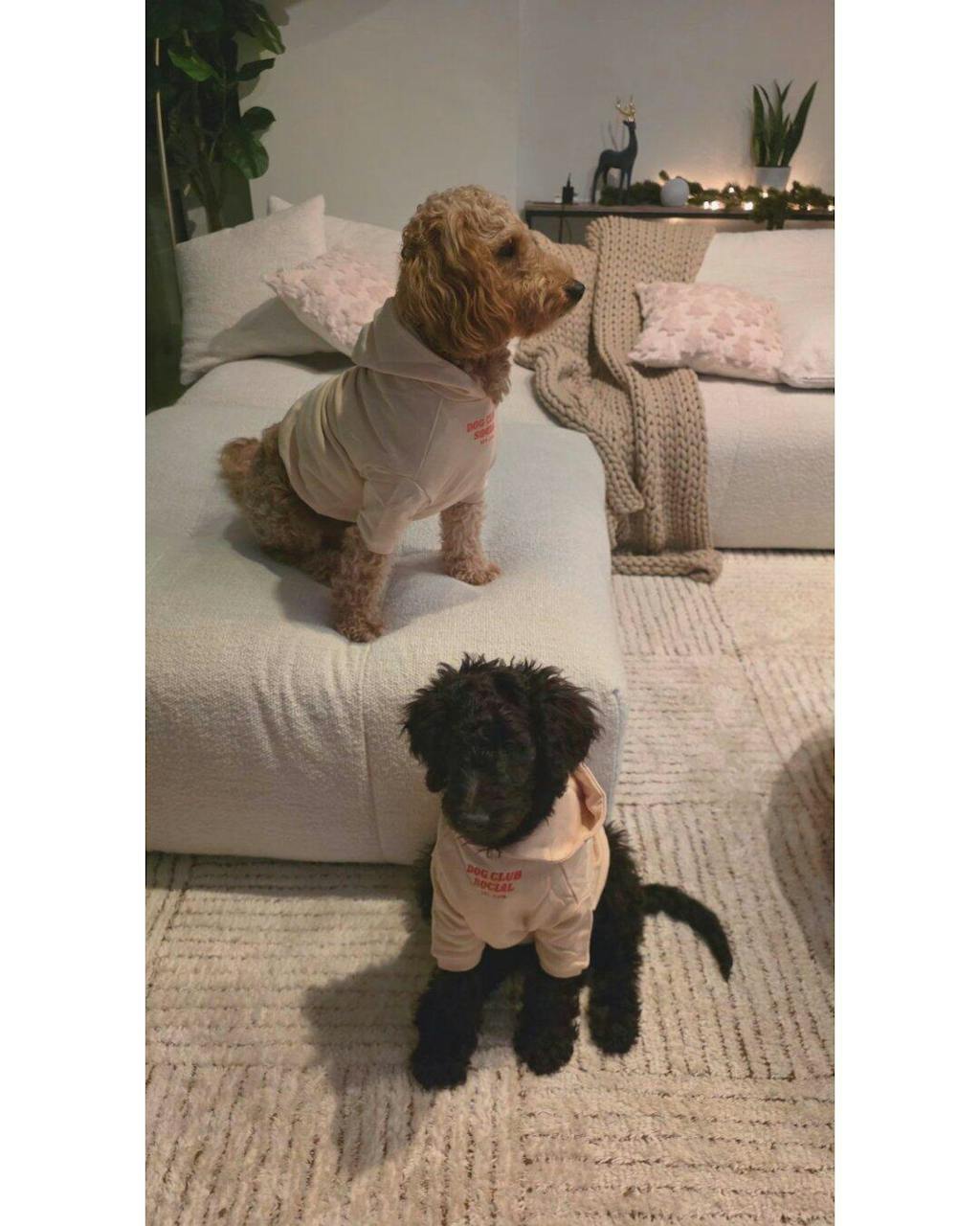 Terry Hoodie - Matching Dogs & Unisex