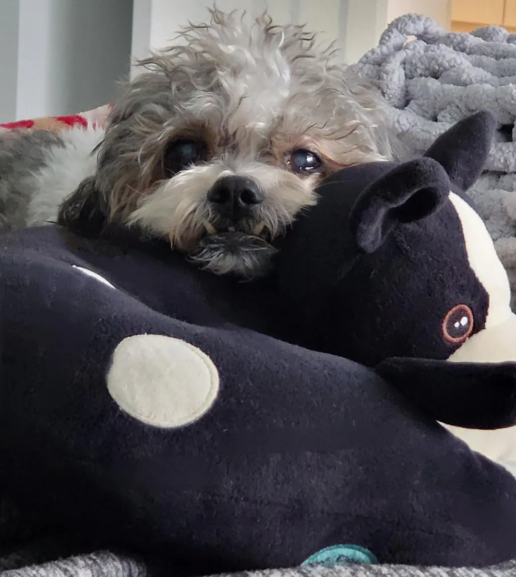 HEPATIC SUPPORT EGG + POTATO Wynwood Dog Food Co.