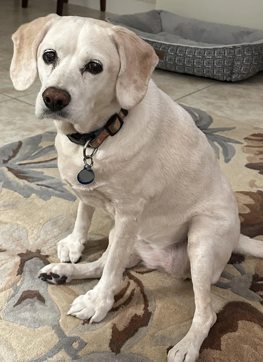 RENAL SUPPORT CHICKEN + PUMPKIN Wynwood Dog Food Co.