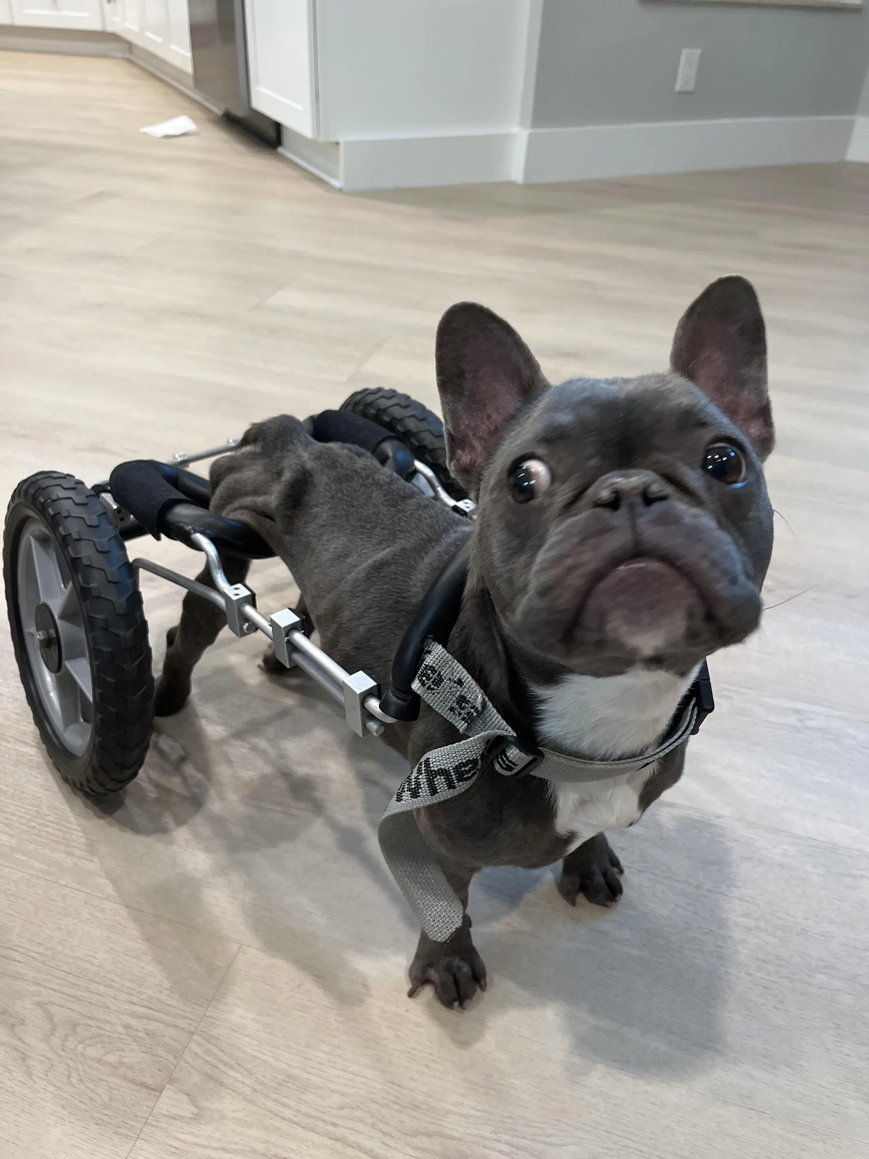 LAMB + EGG Wynwood Dog Food Co.