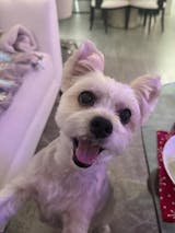 TURKEY + SWEET POTATO