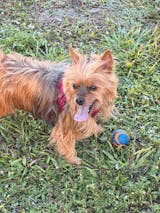 TURKEY + SWEET POTATO