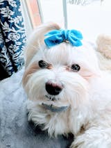 LOW FAT RENAL SUPPORT