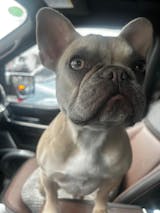 TURKEY + SWEET POTATO