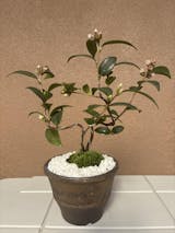 椿の盆栽を販売｜入門は盆栽妙 – 盆栽妙 本店