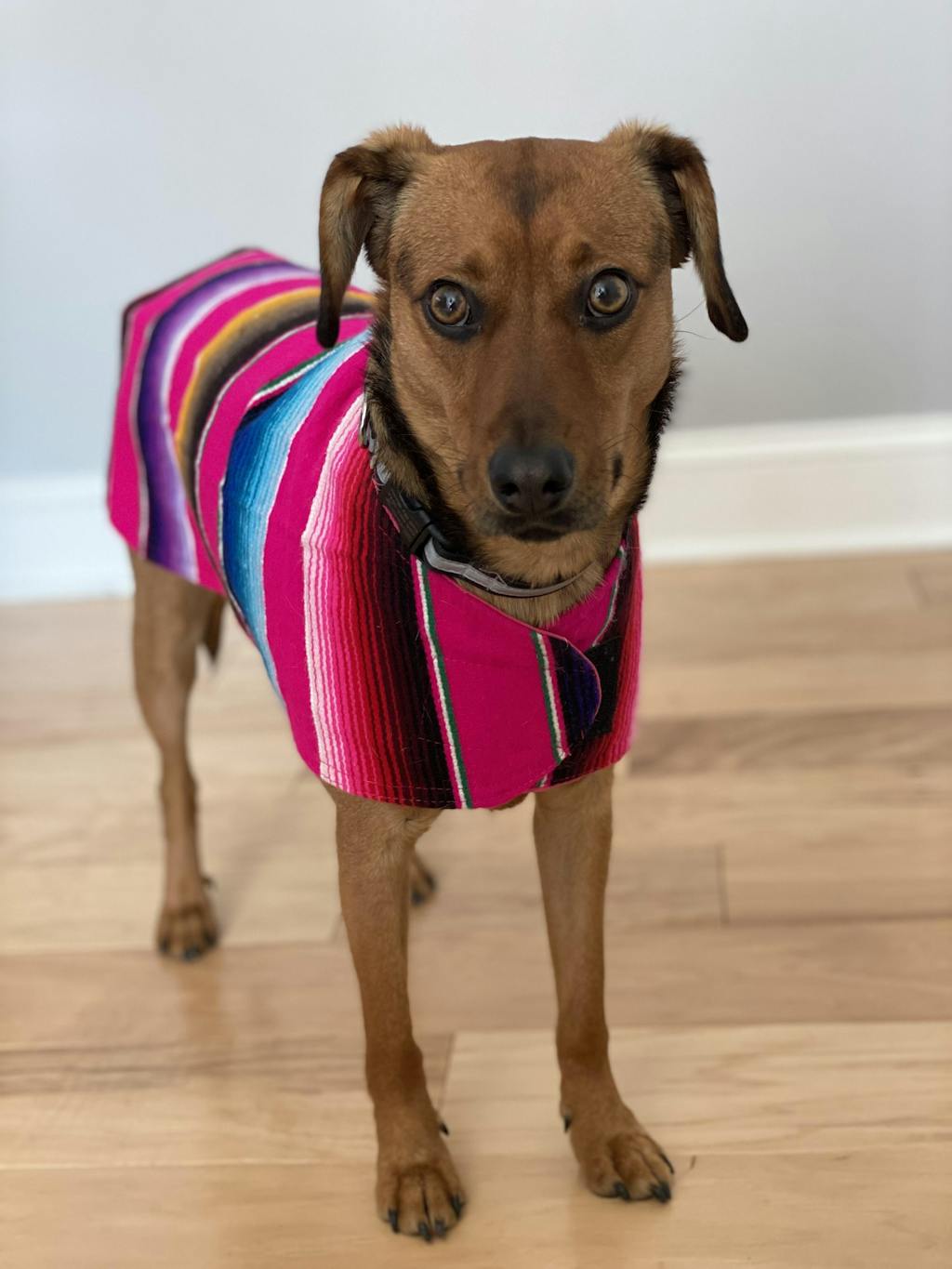 PINK SARAPE DOG JACKET