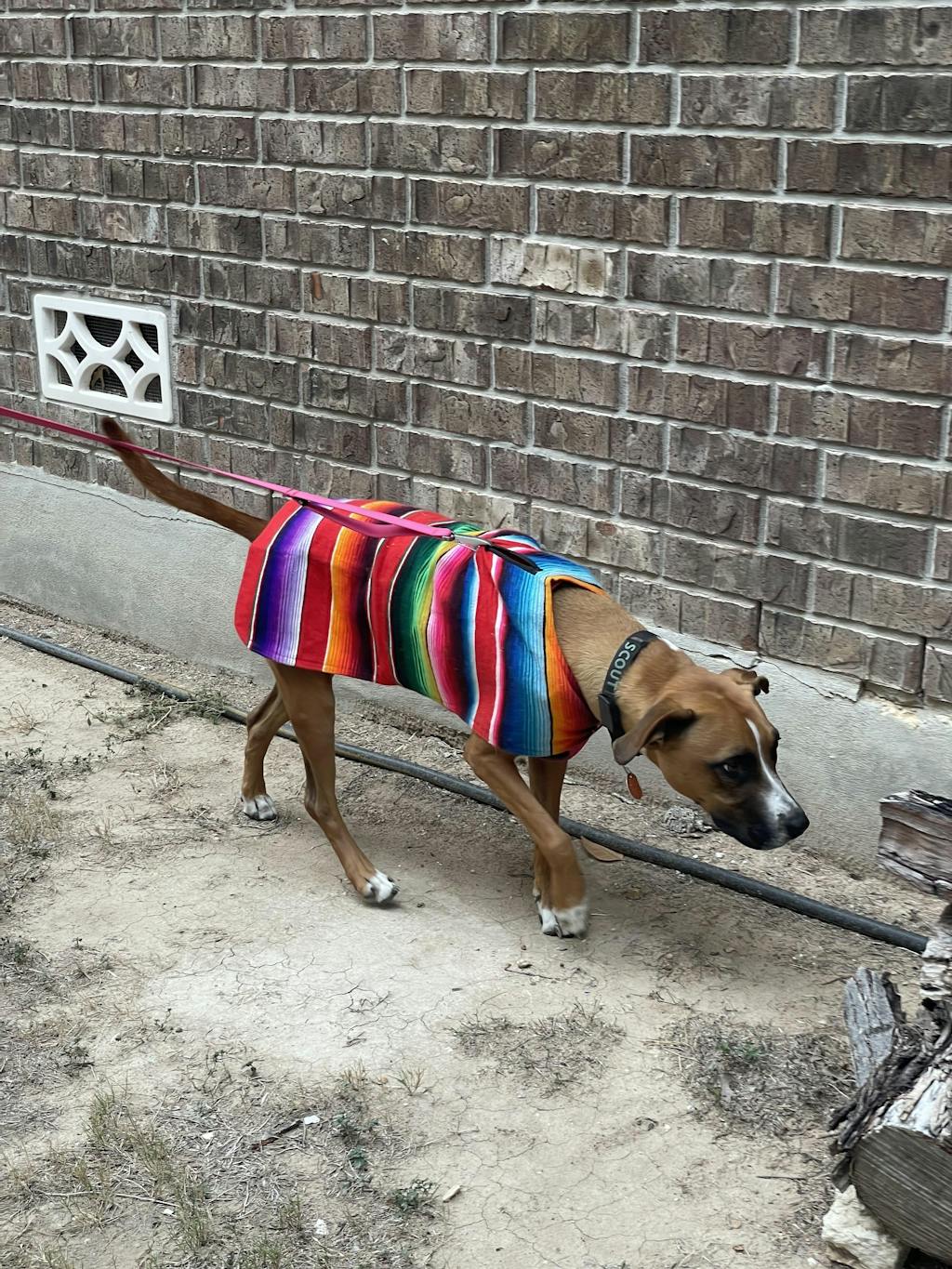 SHERPA SARAPE DOG JACKET