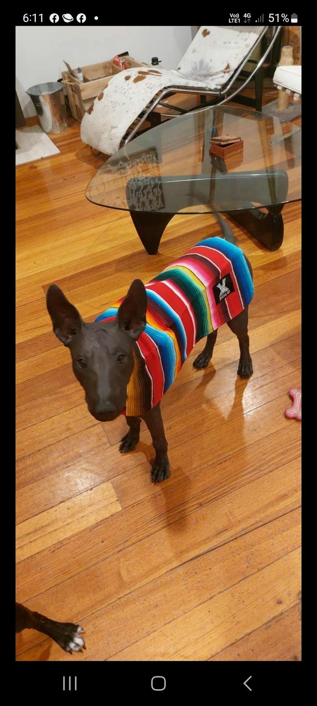 RED SARAPE DOG JACKET