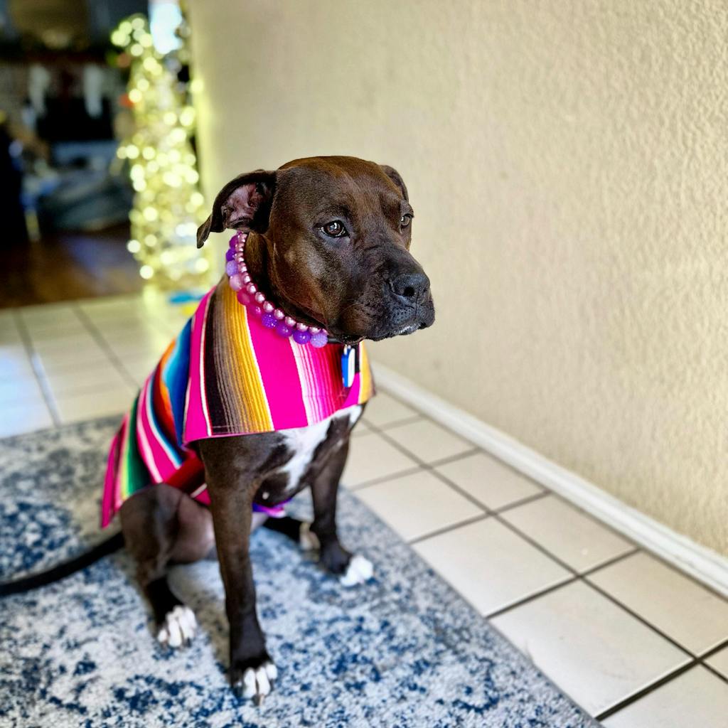 PINK SARAPE DOG JACKET