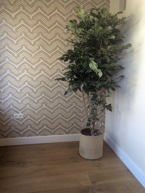 Radermachera Hainanensis - 190 cm - ø40