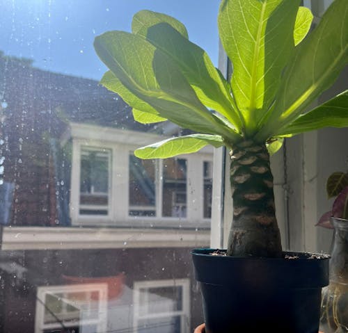 Birghamia Insignis - 25 cm - Ø12cm