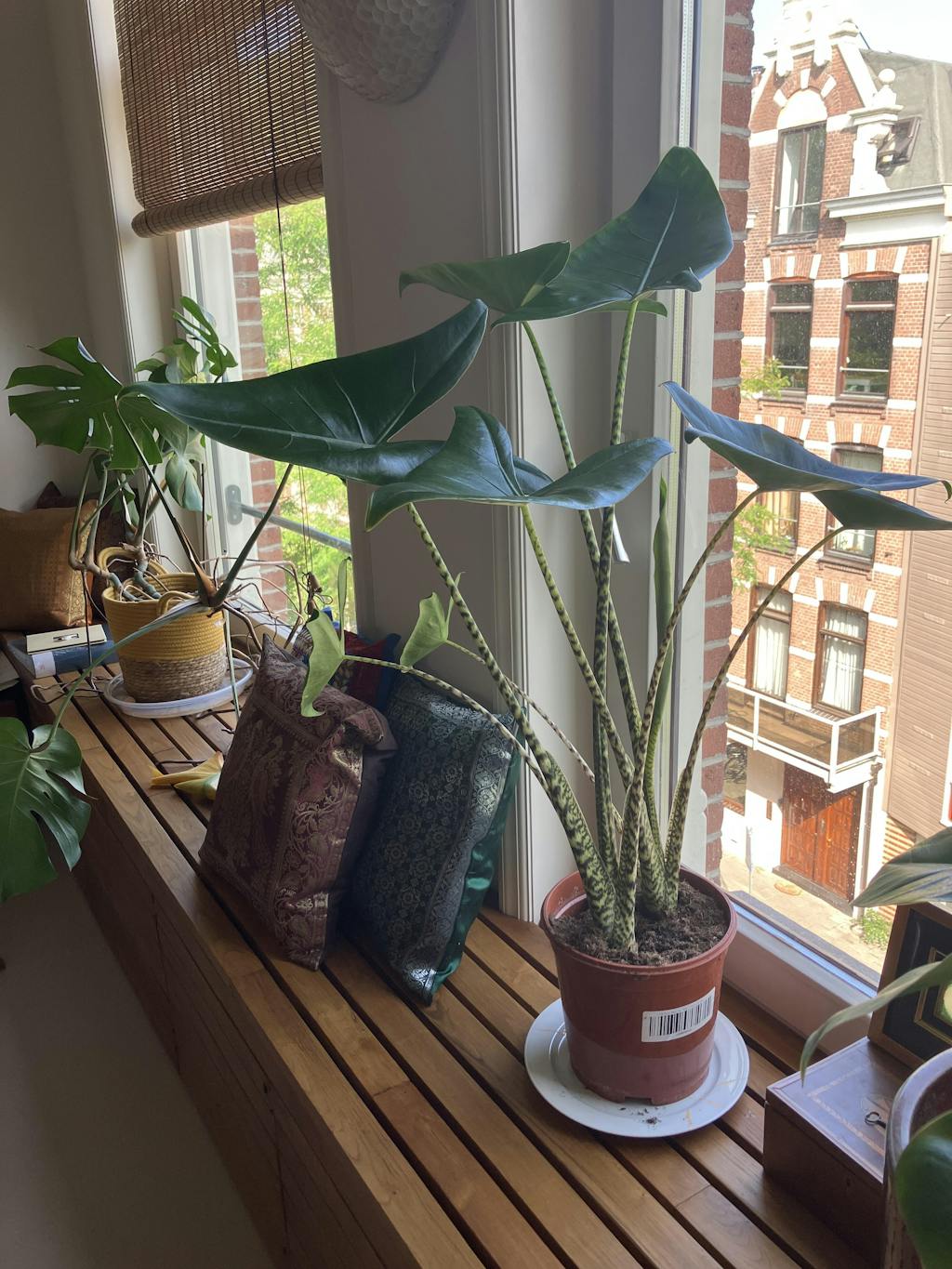 Alocasia Zebrina