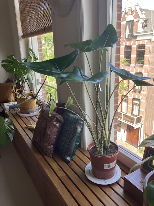 Alocasia Zebrina