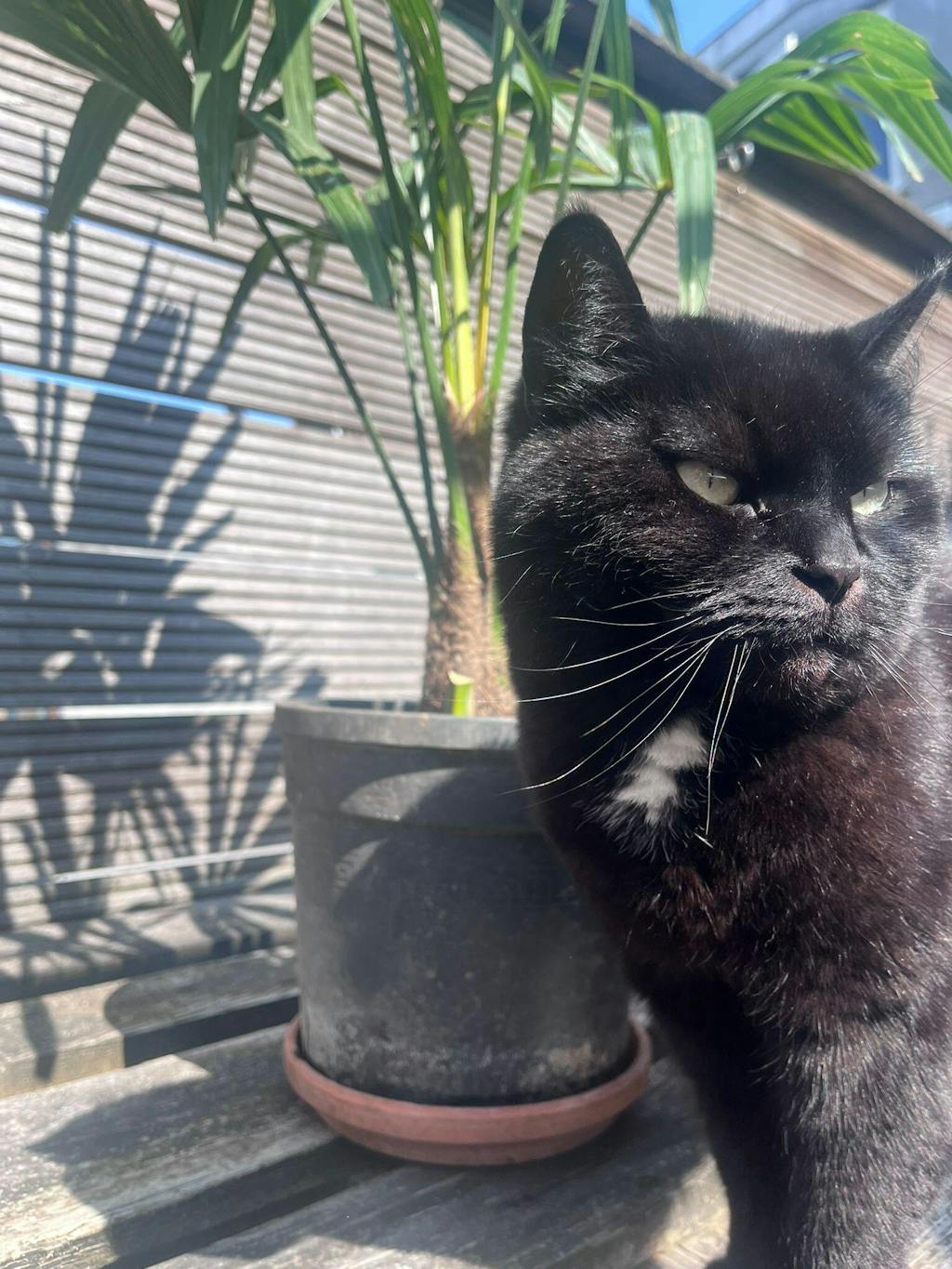 Trachycarpus Fortunei