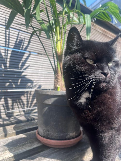 Trachycarpus Fortunei