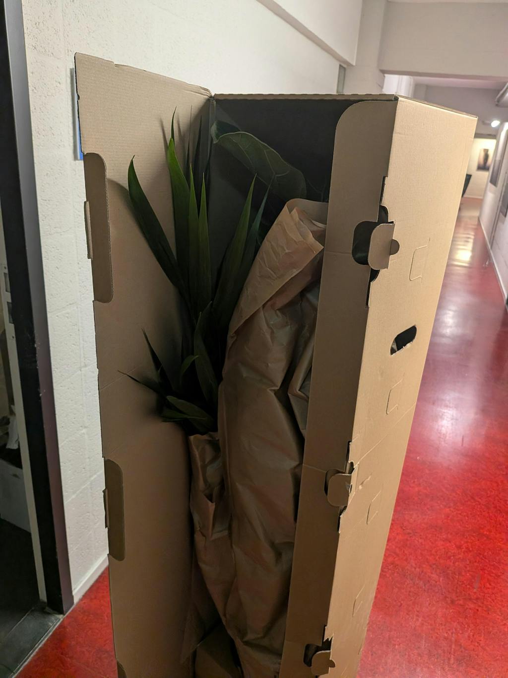 Kentia palm - 160cm - ø24