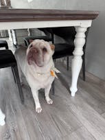 Anti teken ketting - oranje boven