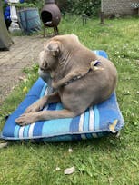 Anti teken ketting - Strong Blue