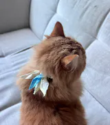 Yoka For Dogs With Attitude 