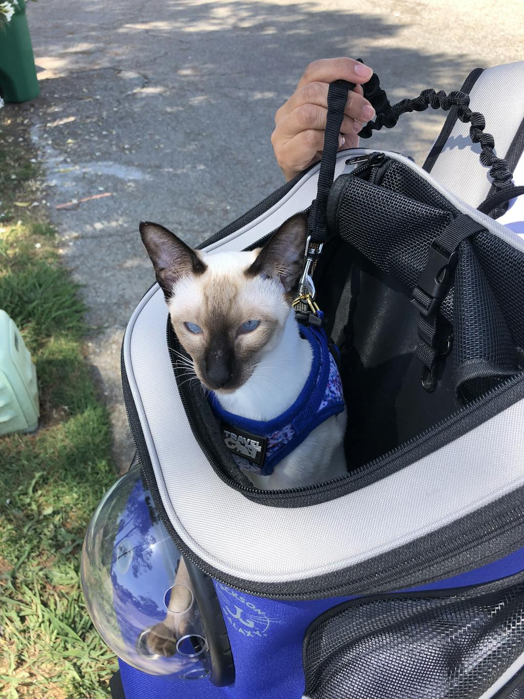 The Jackson Galaxy Convertible Cat Backpack Carrier Your Cat Backpack by Travel Cat