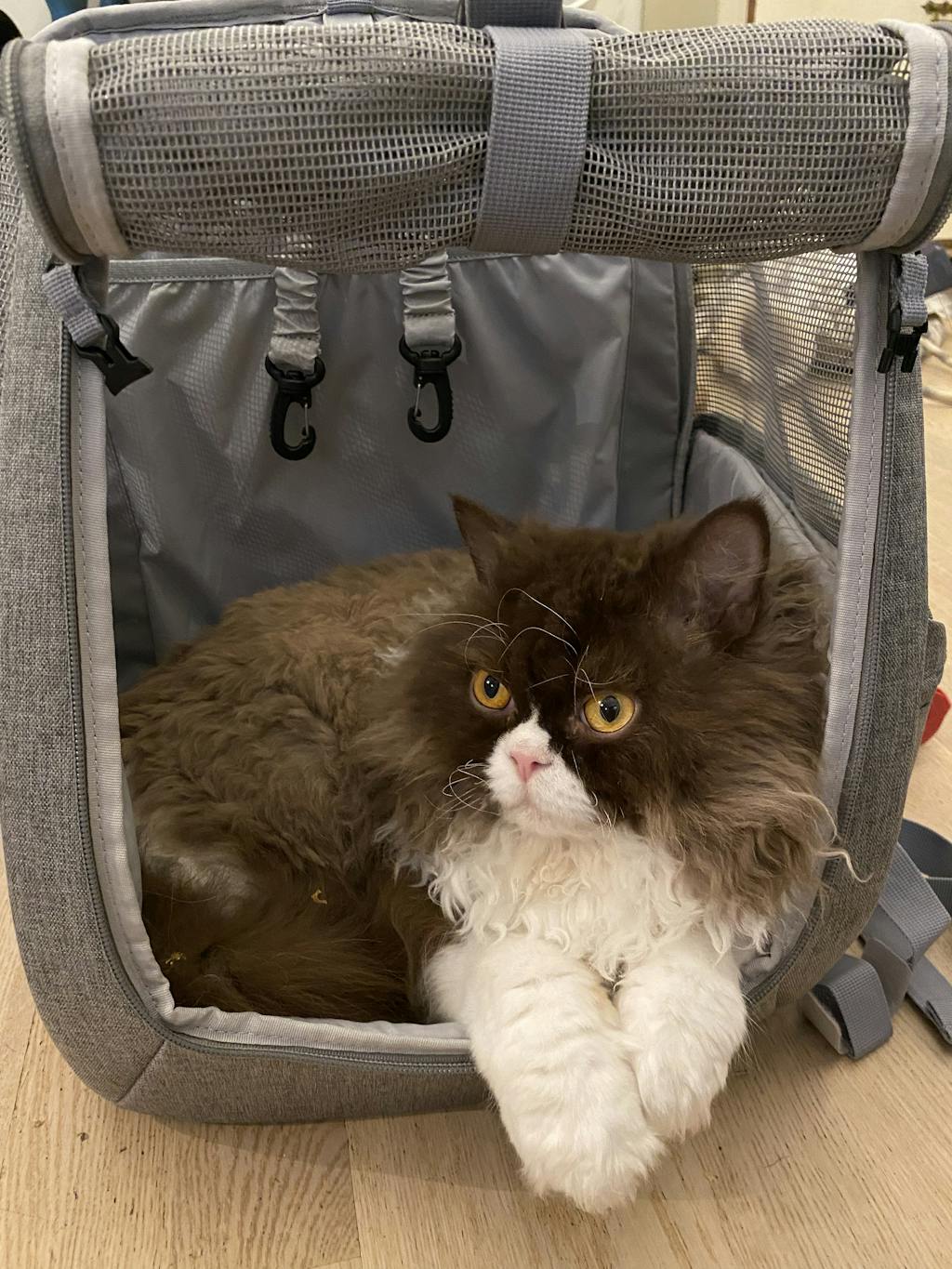 navigator backpack travel cat