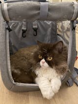 travel cat navigator backpack