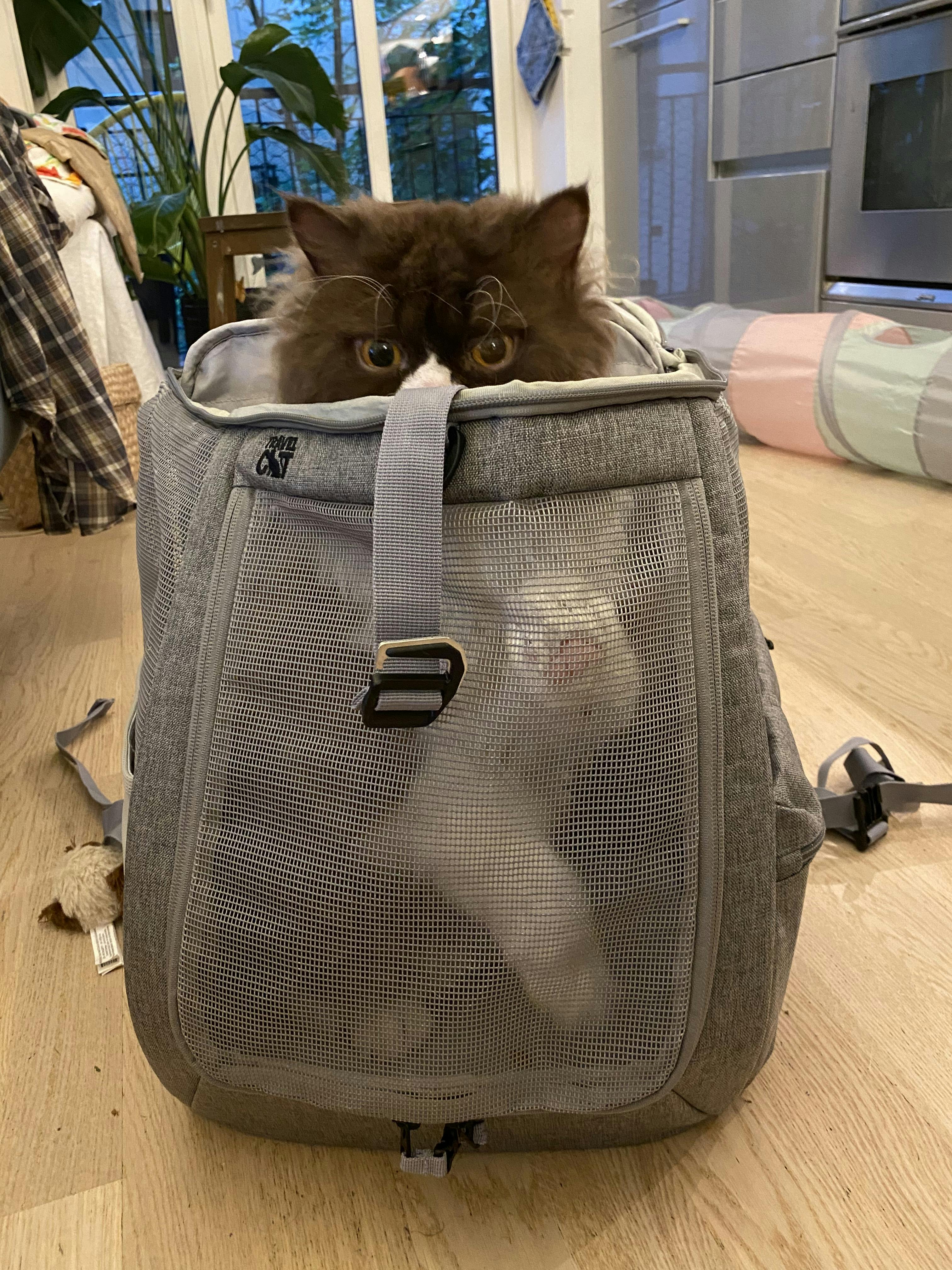 travel cat navigator backpack