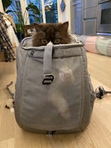 travel cat navigator backpack