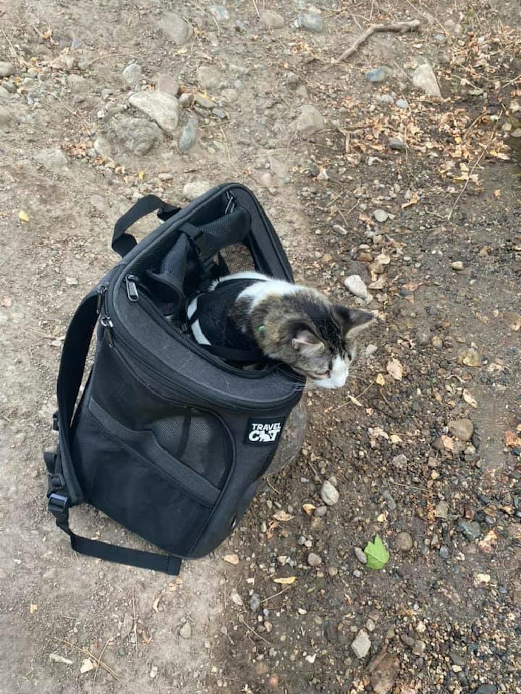 fat cat backpack carrier