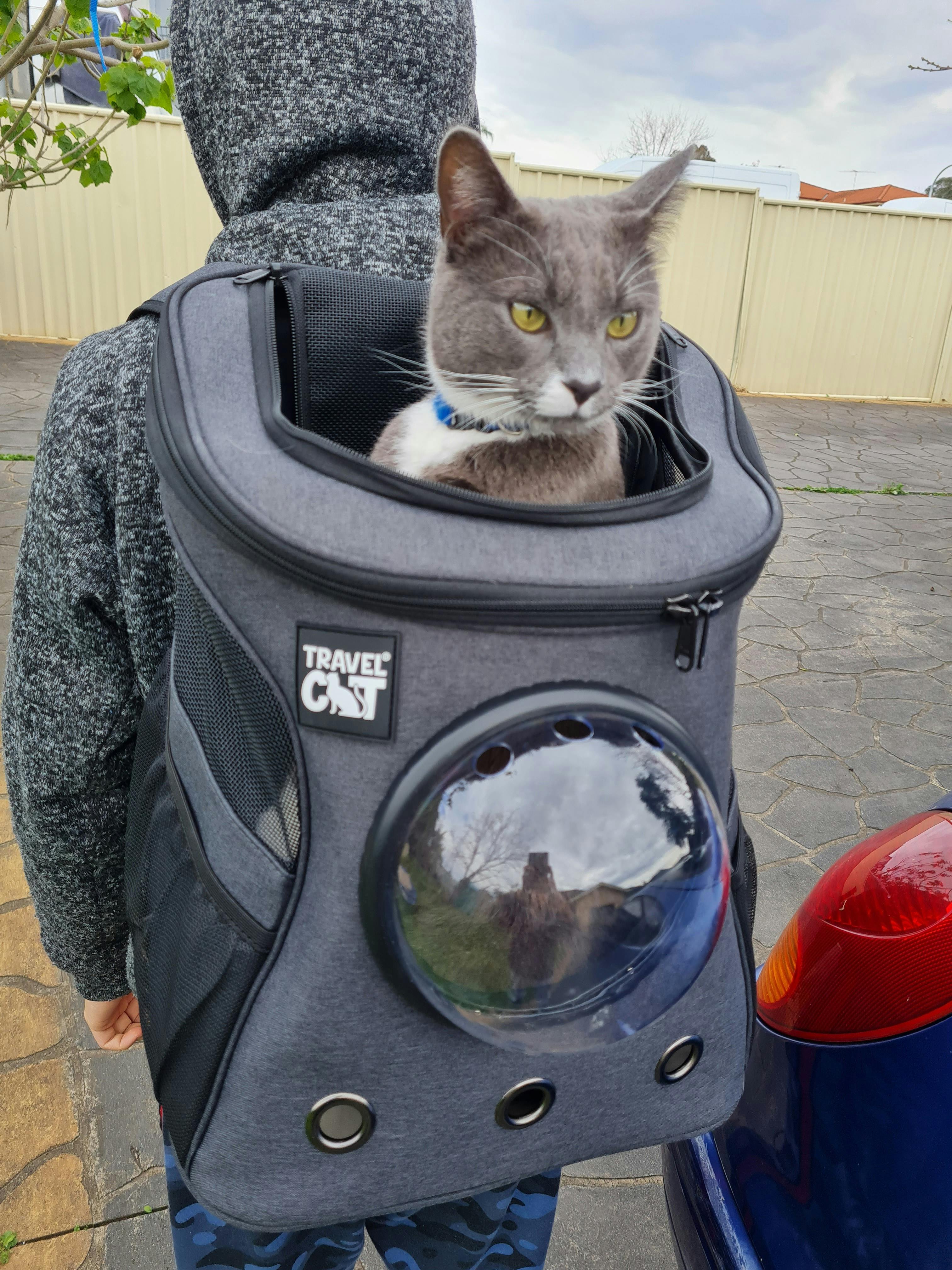 fat cat backpack carrier