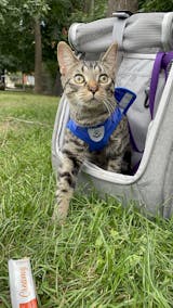 navigator backpack travel cat