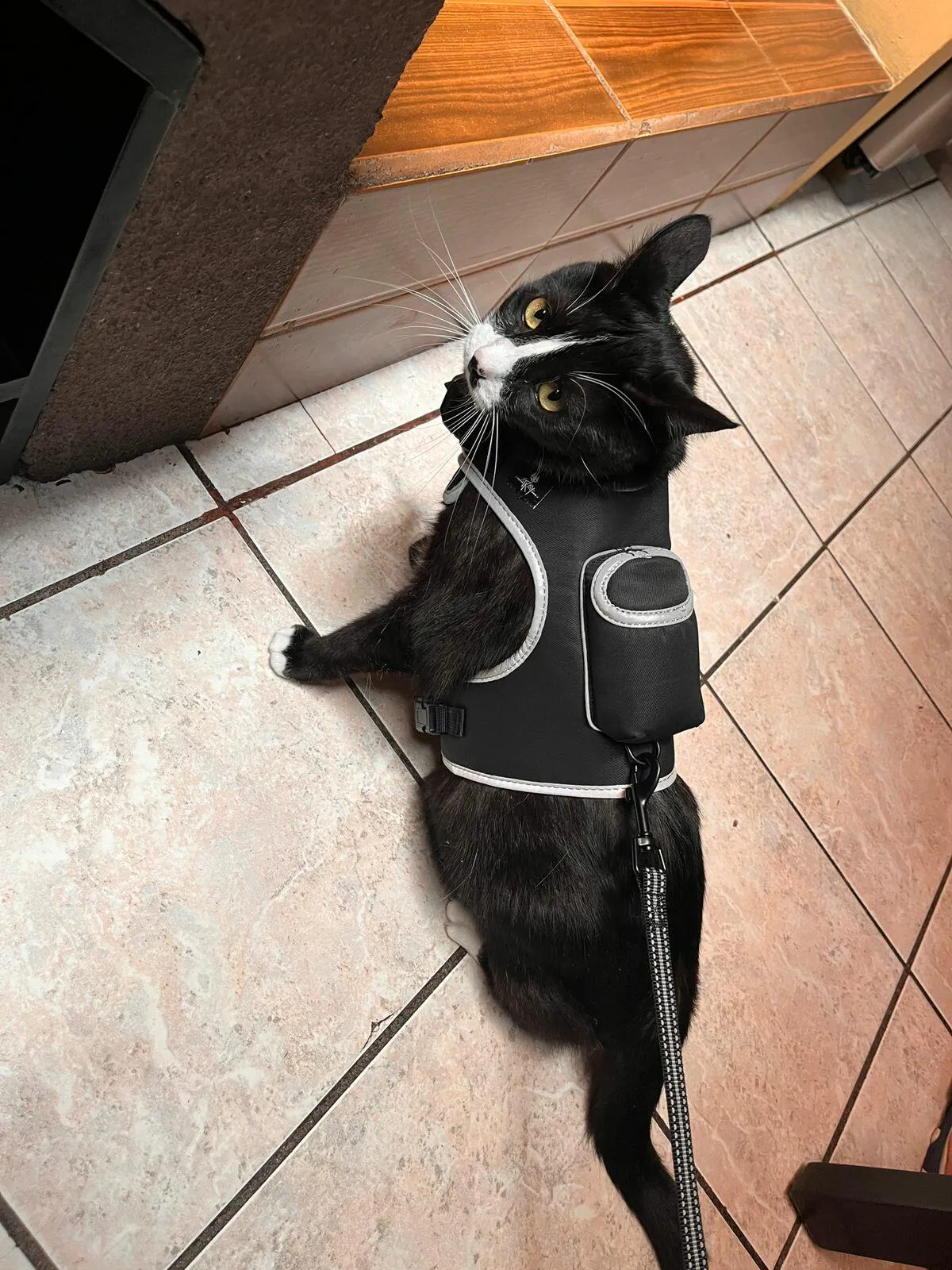Stray x Travel Cat Harness & Leash Set Limited Edition Your Cat