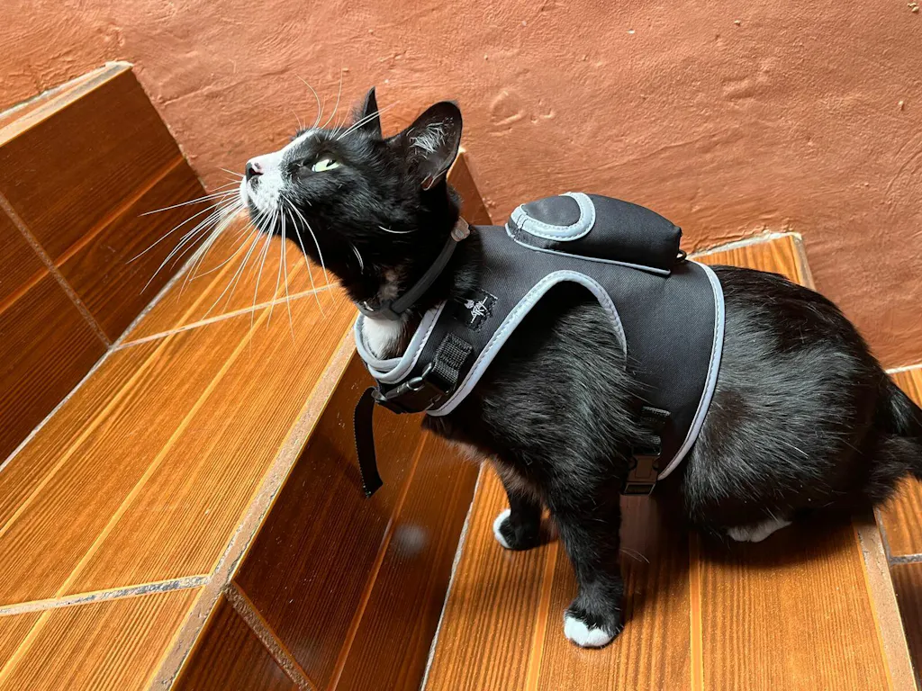 Stray x Travel Cat Harness & Leash Set Limited Edition Your Cat